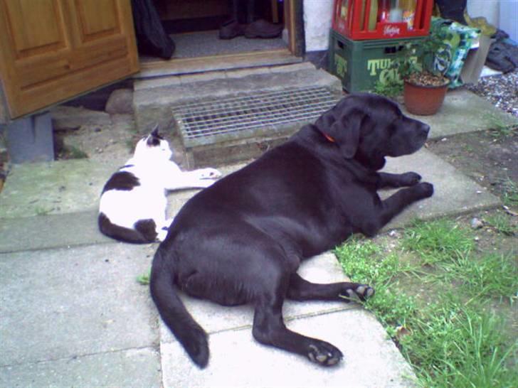 Labrador retriever Balou* Aflivet 4.juni07* - Første, eneste og sidste gang balou og max lå ved siden af hinanden billede 20