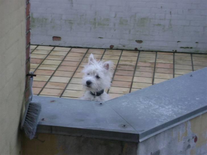 West highland white terrier Rødebros Balou billede 8