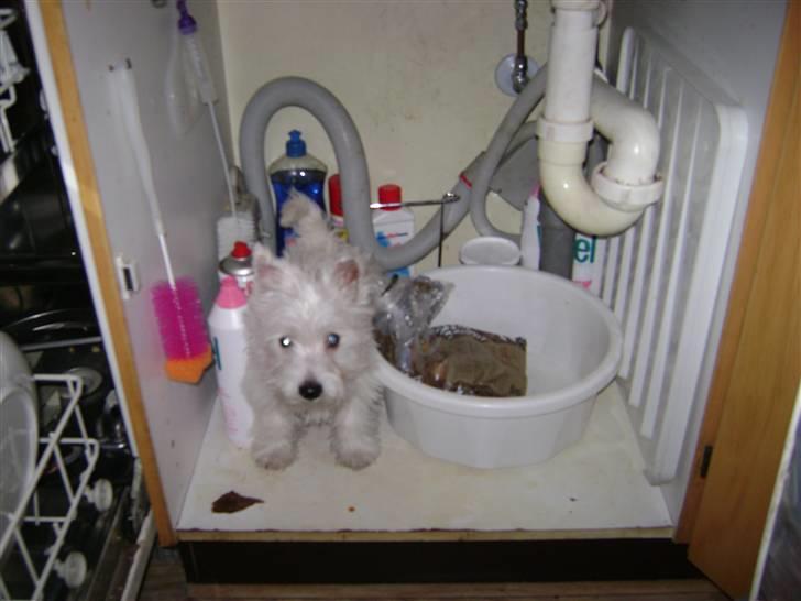 West highland white terrier Rødebros Balou billede 9