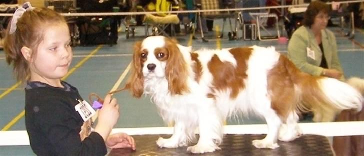 Cavalier king charles spaniel Enzo-Cucciolo Lemon Grass -  Enzo på hundeudstilling med sin handler Rie (yngste datter i huset) (marts 2008) billede 13