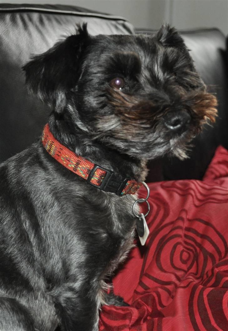 Blanding af racer Leica billede 5