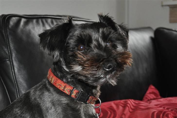 Blanding af racer Leica billede 6