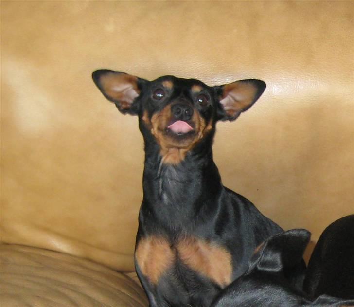 Dvaergpinscher Nemo billede 14