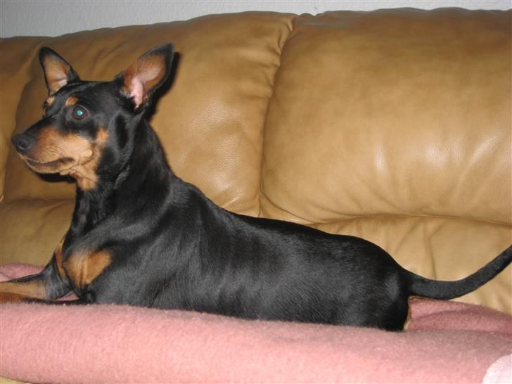 Dvaergpinscher Nemo billede 15