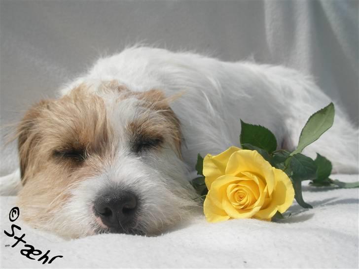 Parson russell terrier                »' Tine <3 - 18| Ihhh. Smukkeste. billede 18