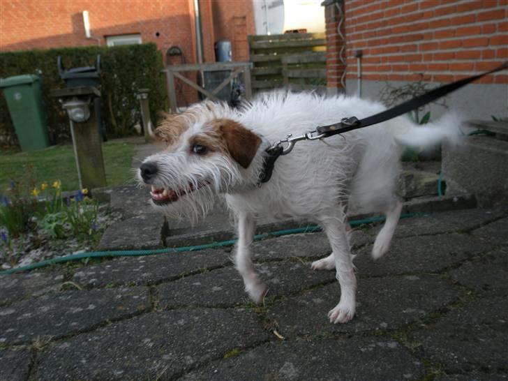 Parson russell terrier                »' Tine <3 - 19| UHELDIGT BILLEDE! billede 19