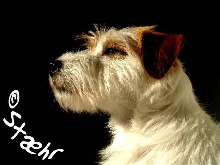 Parson russell terrier                »' Tine <3 - 20| Smuk billede 20