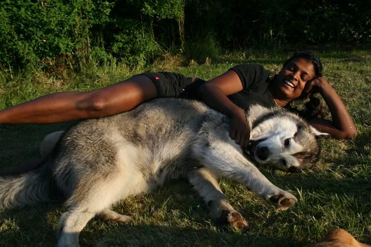 Alaskan malamute Isack (Dario Møller) - hygge med min mor billede 10