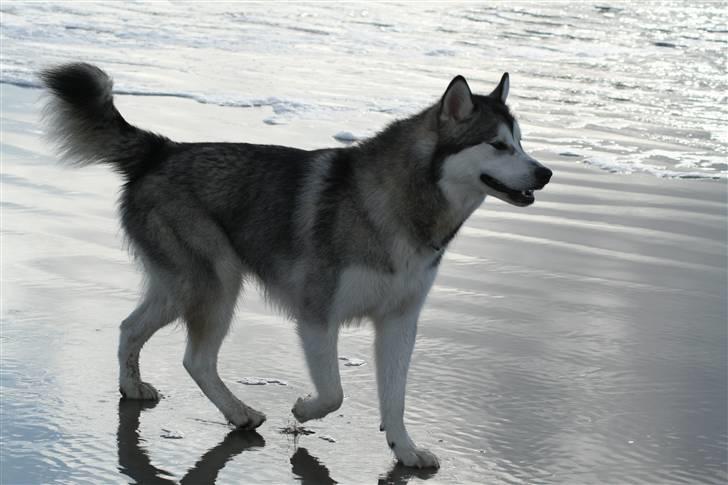 Alaskan malamute Isack (Dario Møller) - Løbe langs vandet er lige mig billede 11