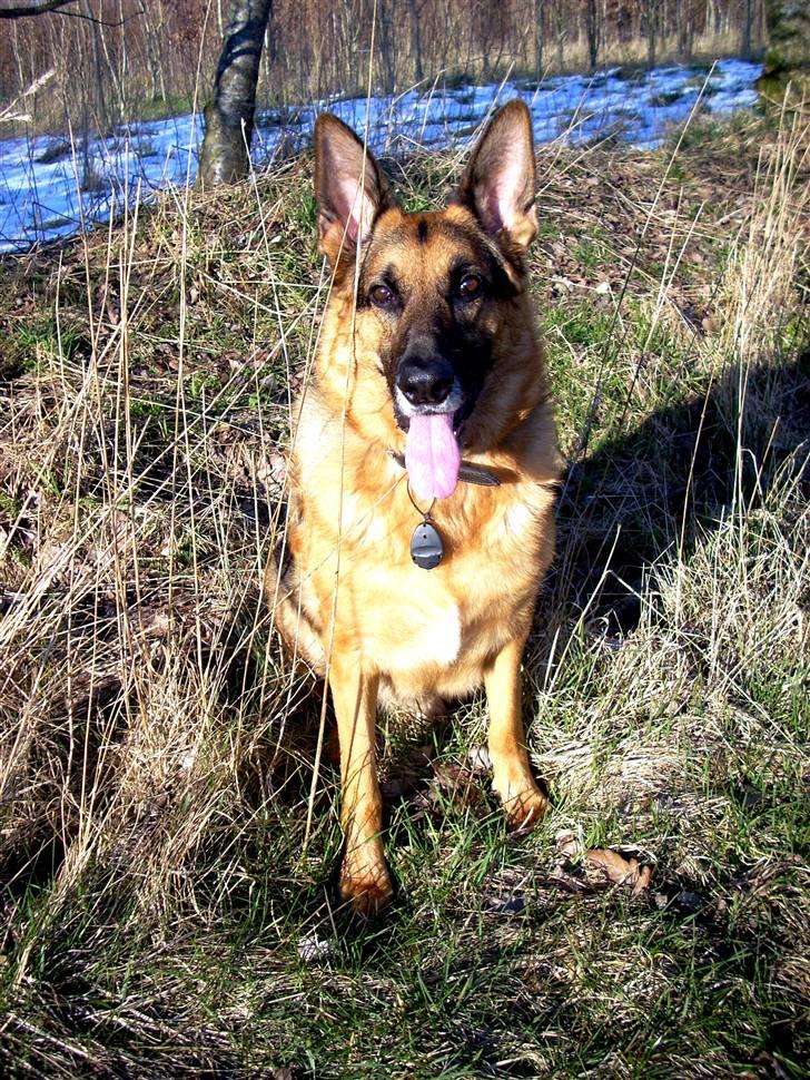 Schæferhund King *Kommisæren* billede 2