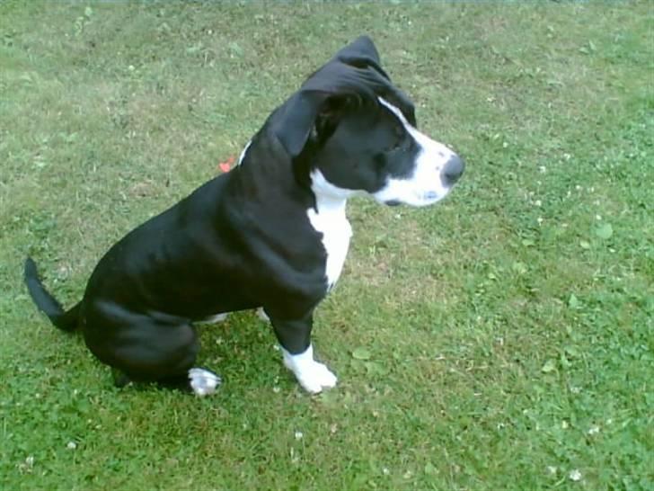 Amerikansk staffordshire terrier Chuckey billede 6