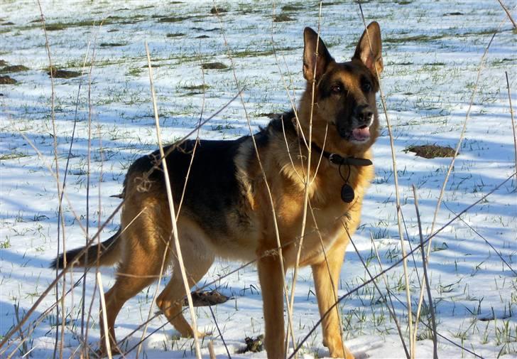 Schæferhund King *Kommisæren* billede 3