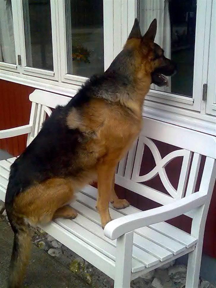 Schæferhund King *Kommisæren* - King som vindueskigger, ingen skal udelukke ham:) billede 5