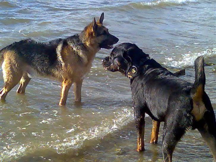 Schæferhund King *Kommisæren* - Sikke nogle badedyr :) billede 6
