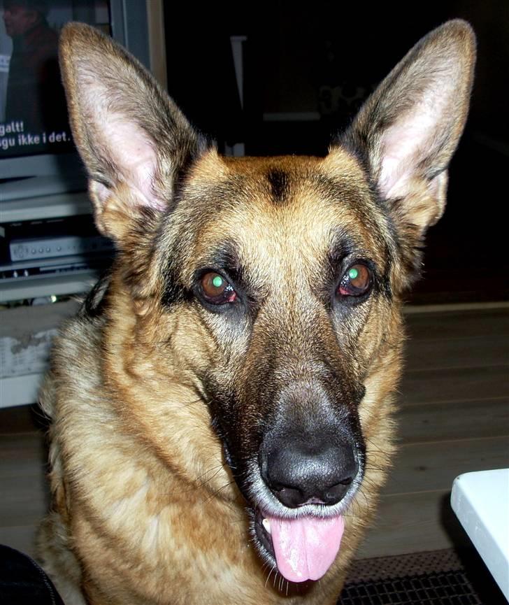 Schæferhund King *Kommisæren* billede 8