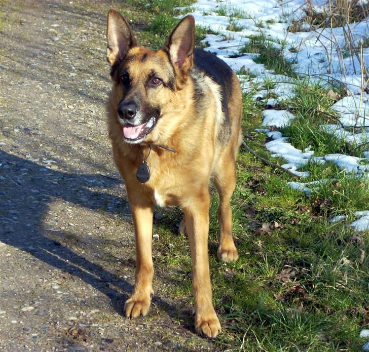 Schæferhund King *Kommisæren* billede 9