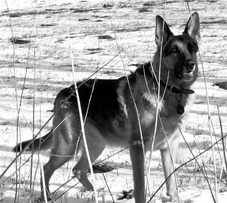 Schæferhund King *Kommisæren* billede 10