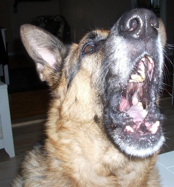 Schæferhund King *Kommisæren* - Meget farlig vovhund.....muhaha billede 11