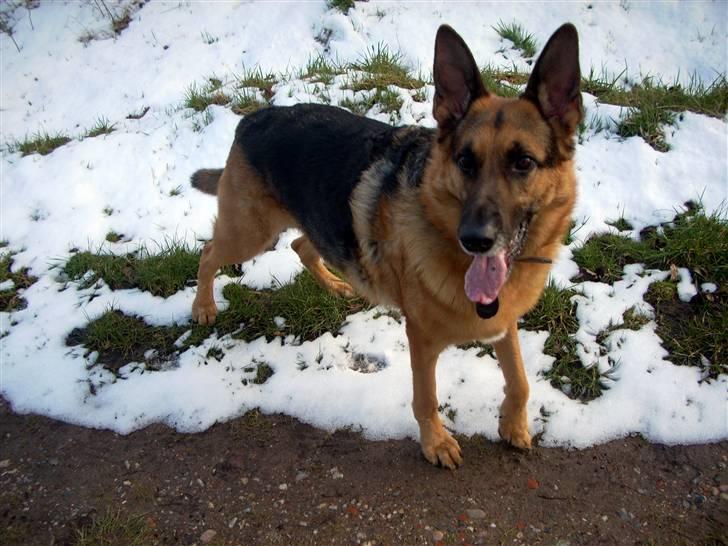 Schæferhund King *Kommisæren* billede 12