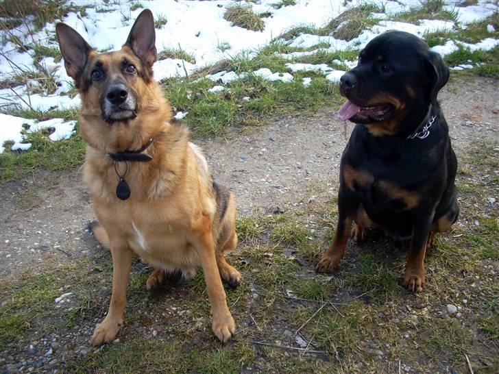 Schæferhund King *Kommisæren* - Sagde du noget? billede 13