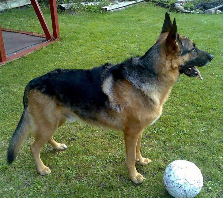 Schæferhund King *Kommisæren* - Mig min elskede bold....eller det der er tilbage er den :) billede 14