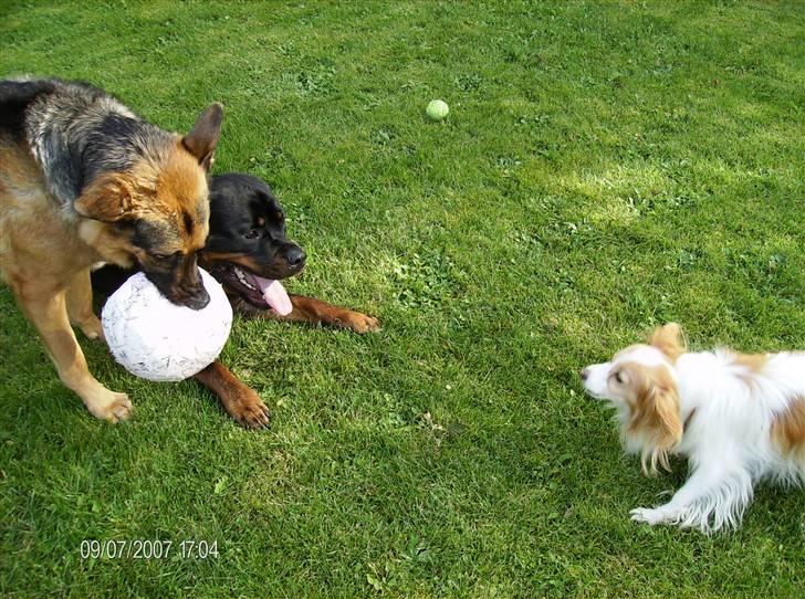 Schæferhund King *Kommisæren* - Ej kom nu.....vil i ikke nok spille bold med mig? billede 15