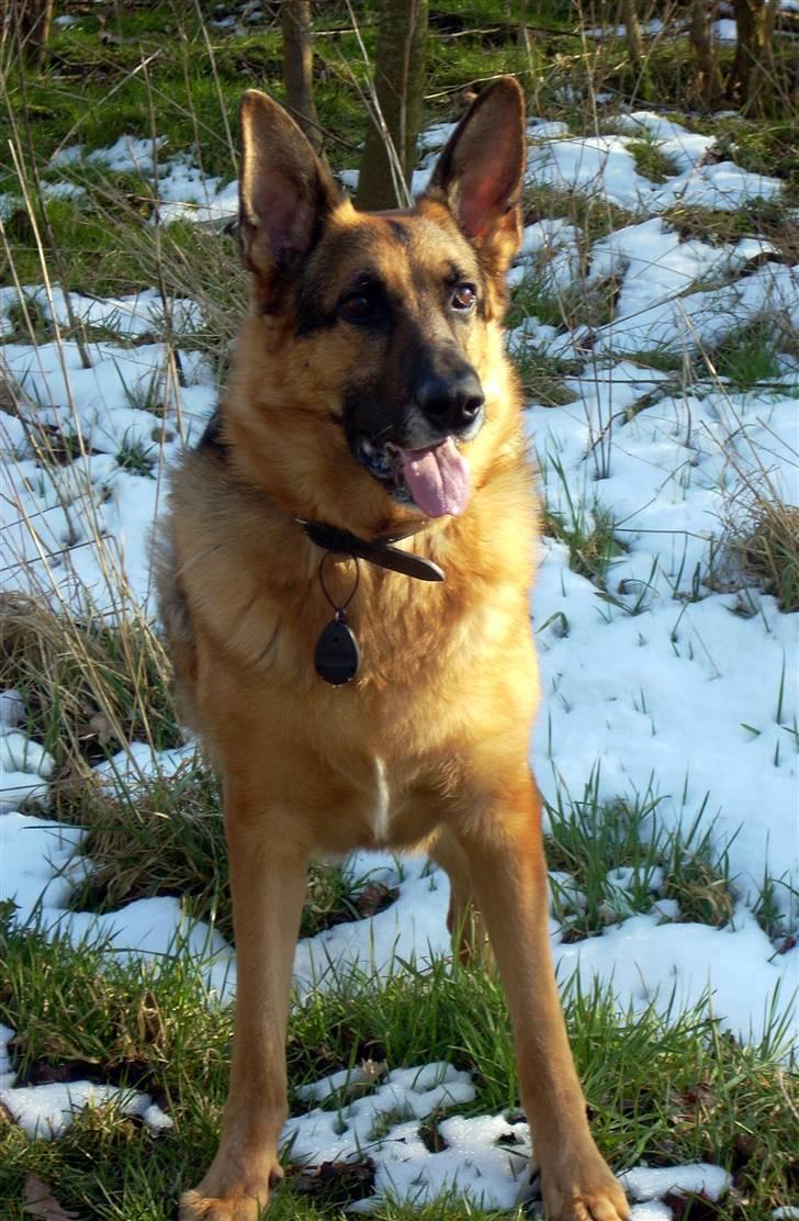 Schæferhund King *Kommisæren* billede 16