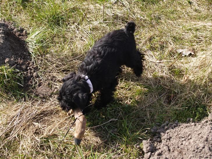 Dvaergschnauzer Sváva's Elenna - Tazhia - Taz 11 uger fundet et rådyrløb efter hendes 2. spor! billede 8
