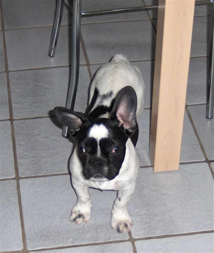 Fransk bulldog Herbie - På udflugt i køkkenet billede 2