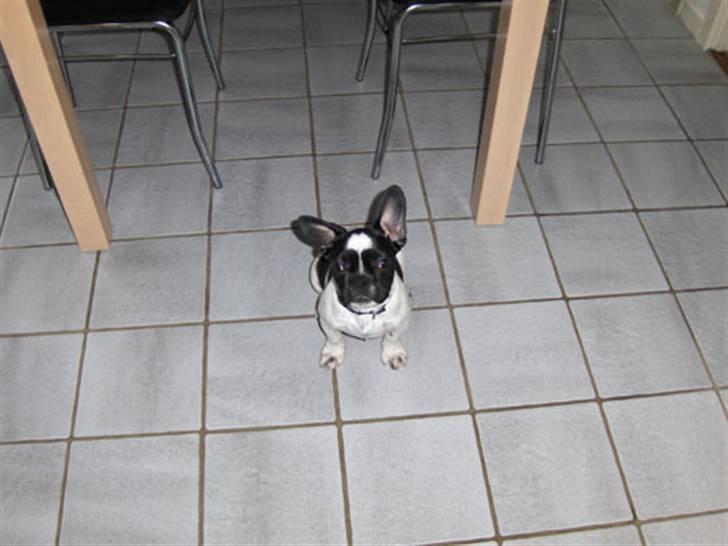 Fransk bulldog Herbie - Sidder så pænt - får jeg kiks nu ? billede 3