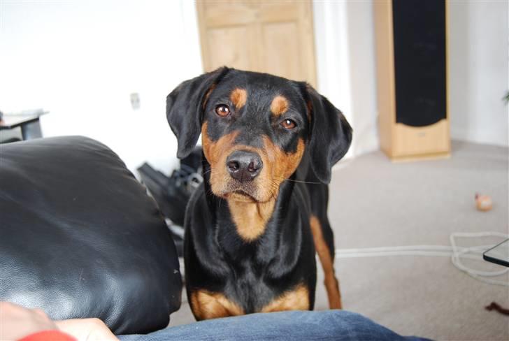 Dobermann Bonnie billede 13