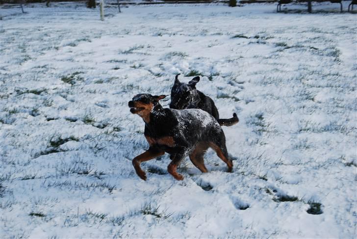 Dobermann Bonnie billede 14