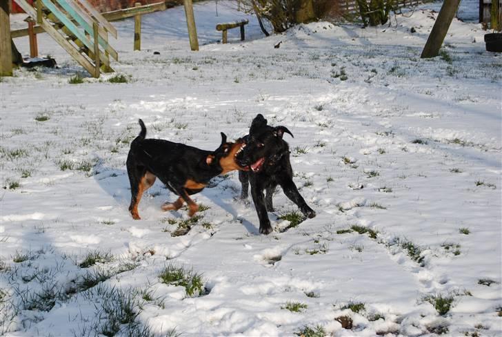 Dobermann Bonnie billede 15