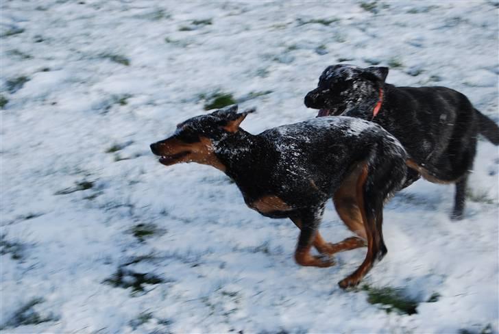 Dobermann Bonnie billede 16
