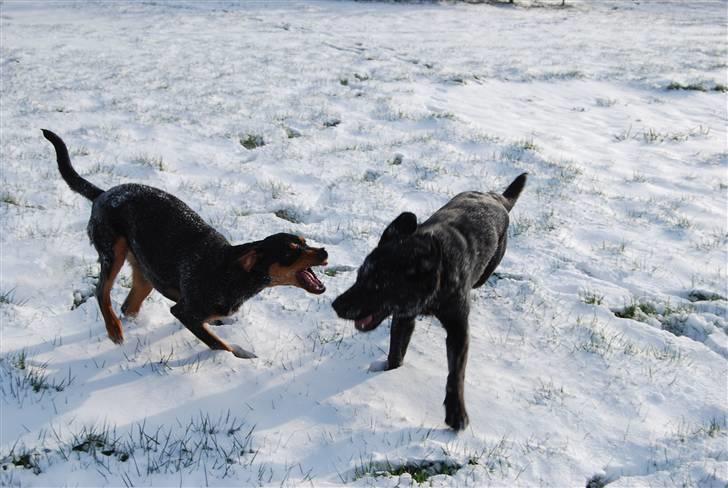 Dobermann Bonnie billede 17