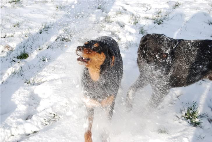 Dobermann Bonnie billede 18