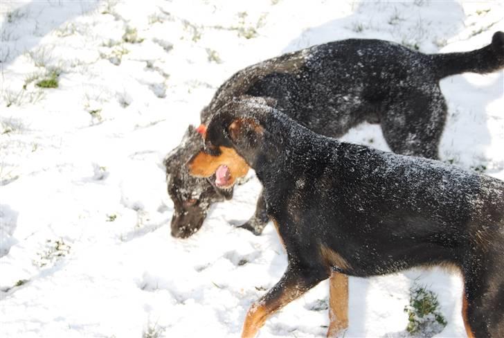 Dobermann Bonnie billede 19