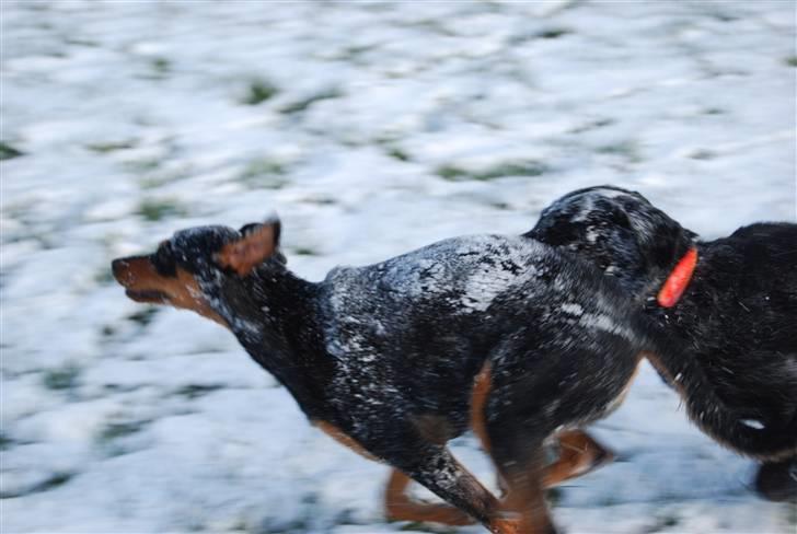 Dobermann Bonnie billede 20