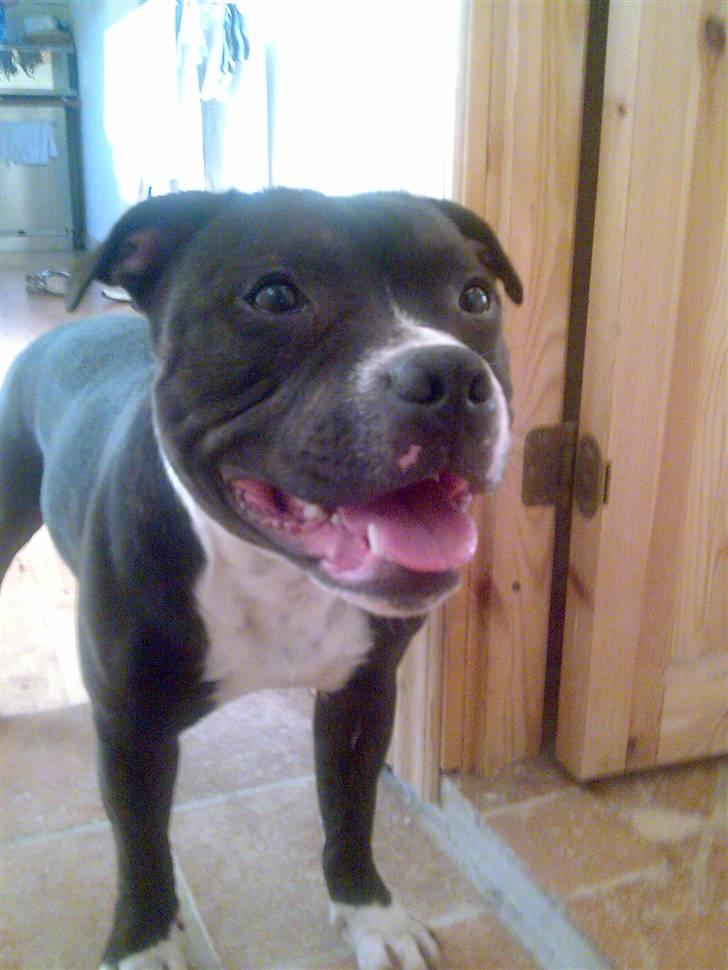Staffordshire bull terrier Andy - Smiler til mor....Marts 2008 billede 10