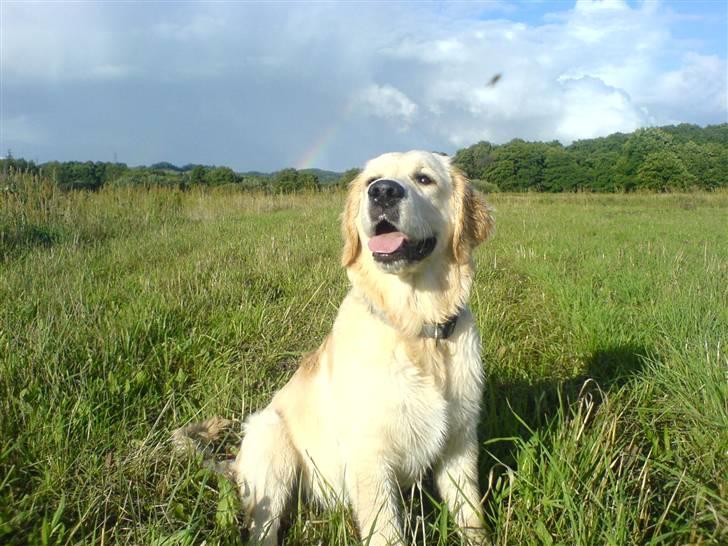 Golden retriever Sheik billede 12