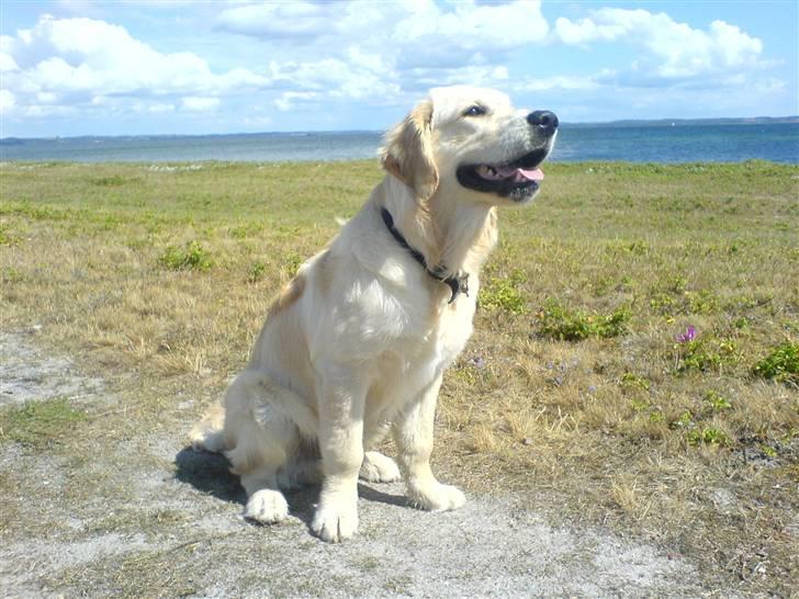 Golden retriever Sheik billede 13