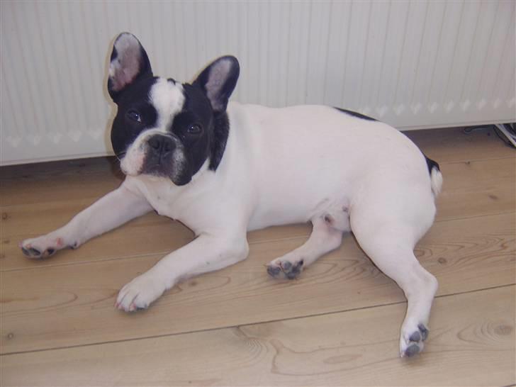 Fransk bulldog Elvis billede 15