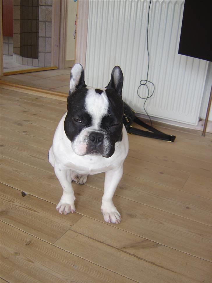 Fransk bulldog Elvis billede 16
