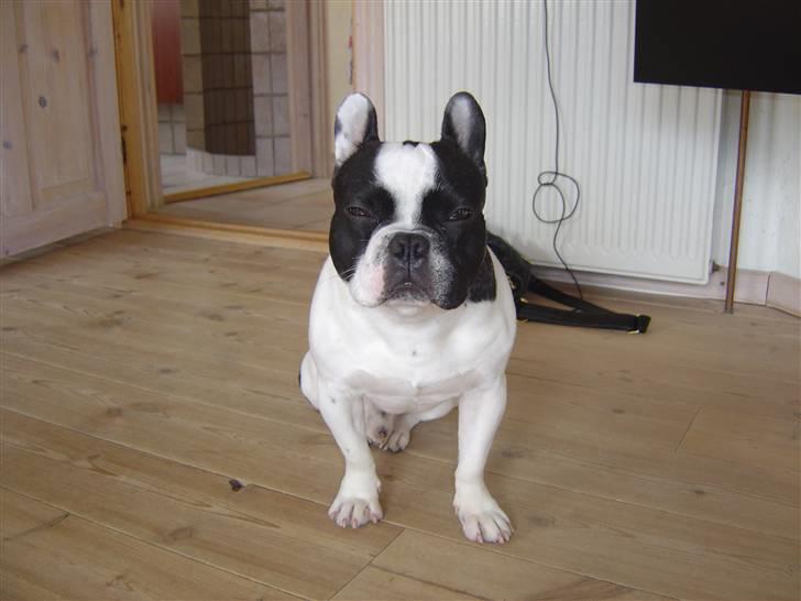Fransk bulldog Elvis billede 17