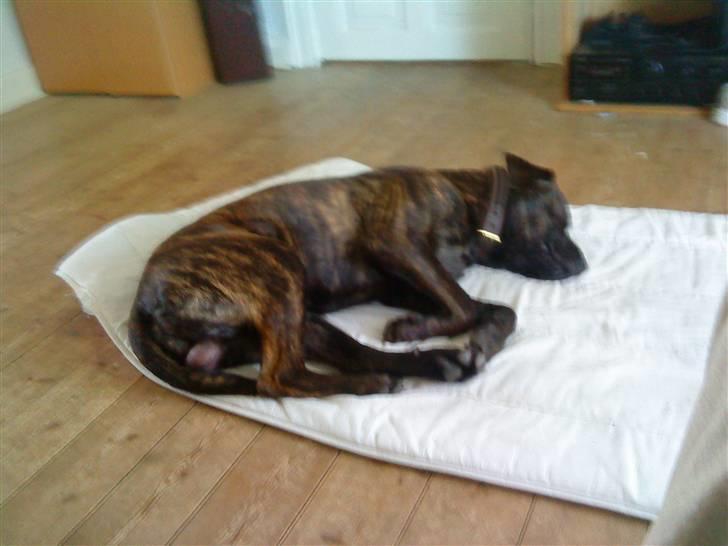 Blanding af racer Loke - hæh sååå sød... billede 20