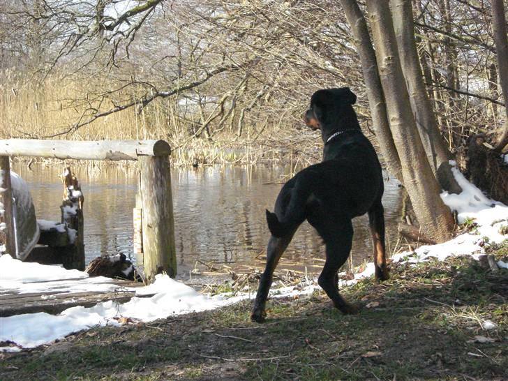 Rottweiler Chica billede 19