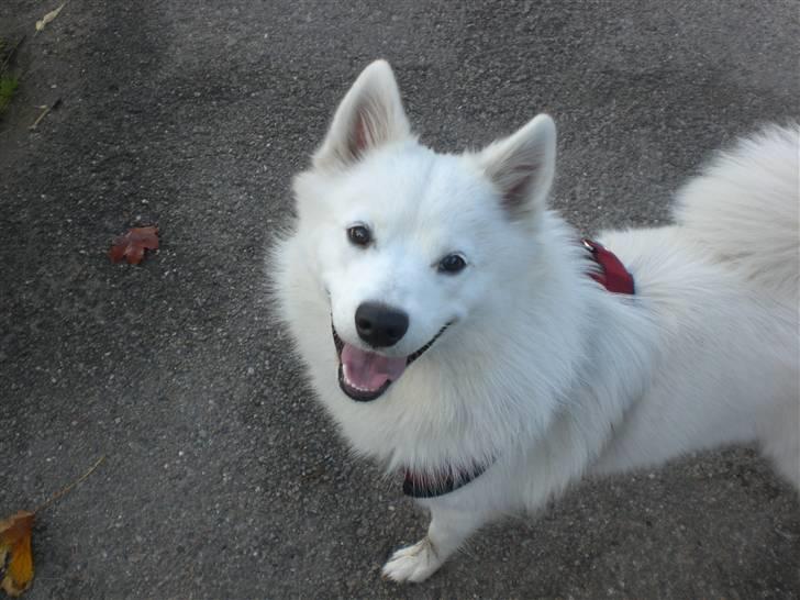 Samojedhund Bella Donna  - Hej Mor!!! billede 11