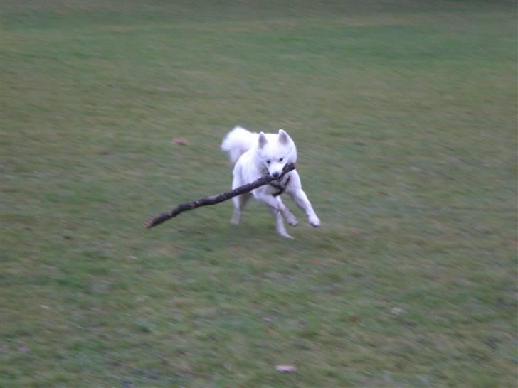 Samojedhund Bella Donna  - Jeg kastede en lille pind? billede 12