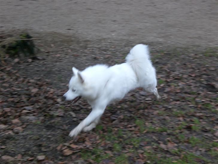 Samojedhund Bella Donna  billede 13