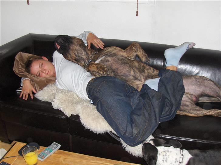 Dogo canario Macho - ja jeg ved ikke hvem der fylder mest af de to billede 8